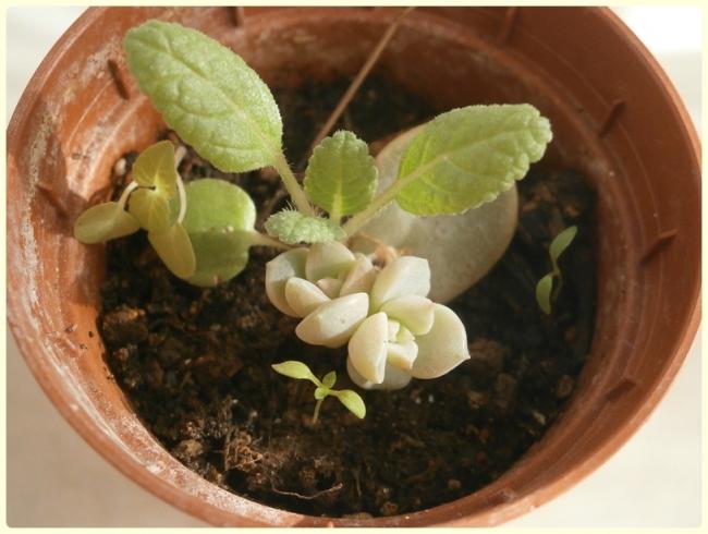 Name:  Graptopetalum sp..jpg
Views: 1199
Size:  41.6 KB