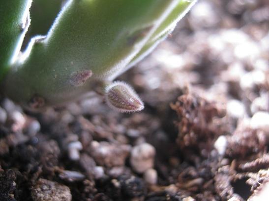 Name:  stapelia grandiflora.jpg
Views: 790
Size:  28.7 KB