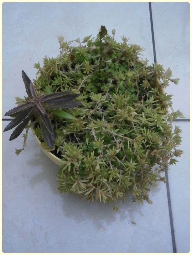 Name:  Sedum rupestre 'angelina' ve Kalanchoe daigremontiana -  Akn Gzyalar, Gzya iei (2).jpg
Views: 1380
Size:  62.5 KB