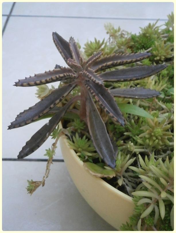Name:  Sedum rupestre 'angelina' ve Kalanchoe daigremontiana -  Akn Gzyalar, Gzya iei.jpg
Views: 1472
Size:  55.5 KB