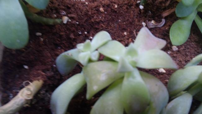 Name:  20160112_142717.jpg
Views: 2403
Size:  28.7 KB
