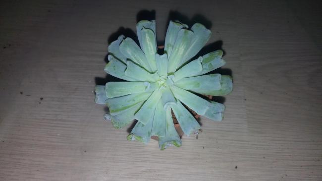 Name:  20160112_145621[1].jpg
Views: 720
Size:  22.2 KB
