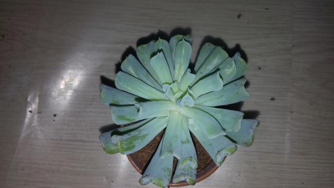 Name:  20160112_145635[1].jpg
Views: 708
Size:  25.5 KB