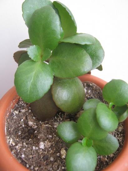 Name:  kalanchoe.jpg
Views: 744
Size:  29.7 KB