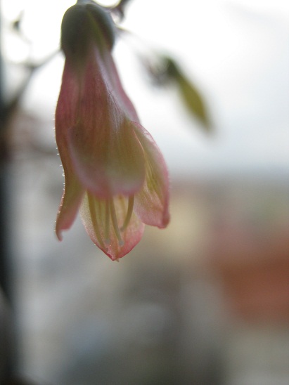 Name:  k. manginii.jpg
Views: 829
Size:  59.9 KB