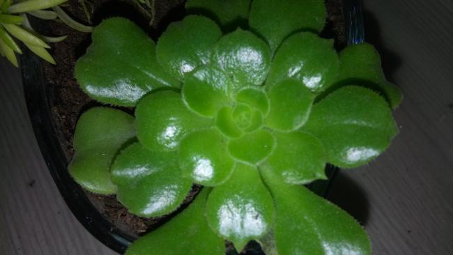 Name:  20160112_151031.jpg
Views: 666
Size:  27.6 KB