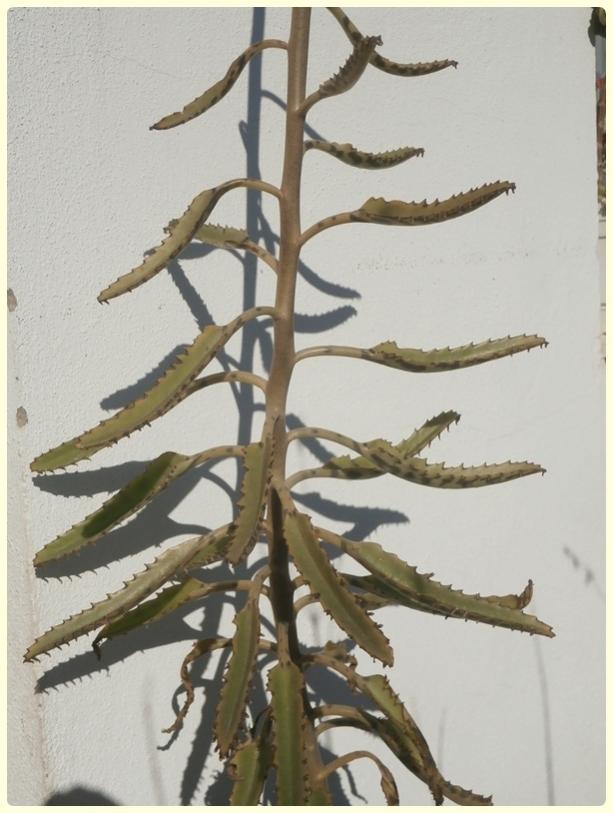 Name:  Kalanchoe daigremontiana - Gzya iei (2).jpg
Views: 1065
Size:  59.9 KB