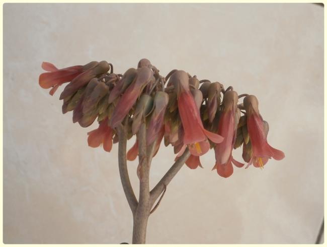 Name:  Kalanchoe daigremontiana - Gzya iei.jpg
Views: 1118
Size:  25.0 KB