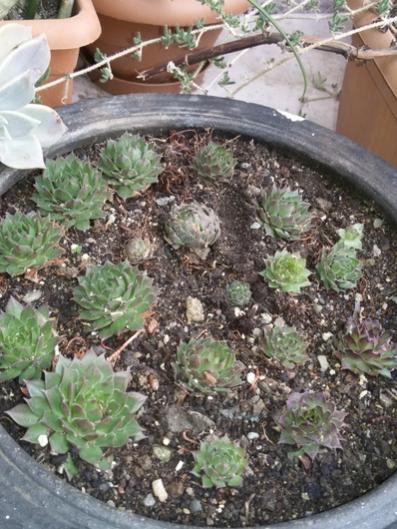 Name:  20160120_141224.jpg
Views: 867
Size:  51.0 KB
