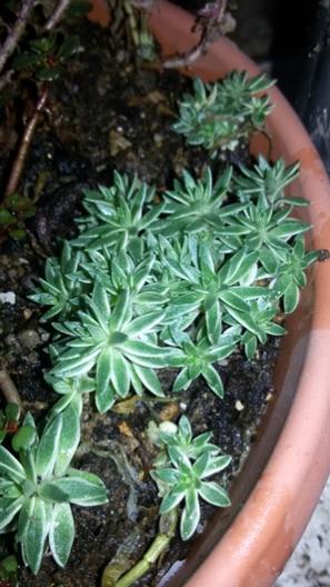 Name:  20160113_160825 (1).jpg
Views: 839
Size:  35.5 KB