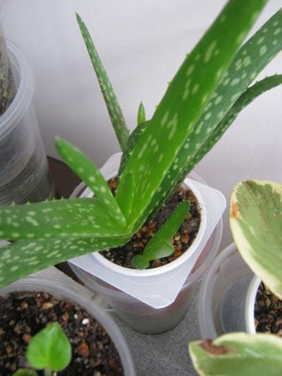 Name:  aloe vera.jpg
Views: 645
Size:  30.1 KB