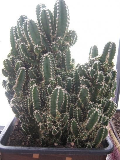 Name:  cereus minima fairy castle.jpg
Views: 652
Size:  40.9 KB
