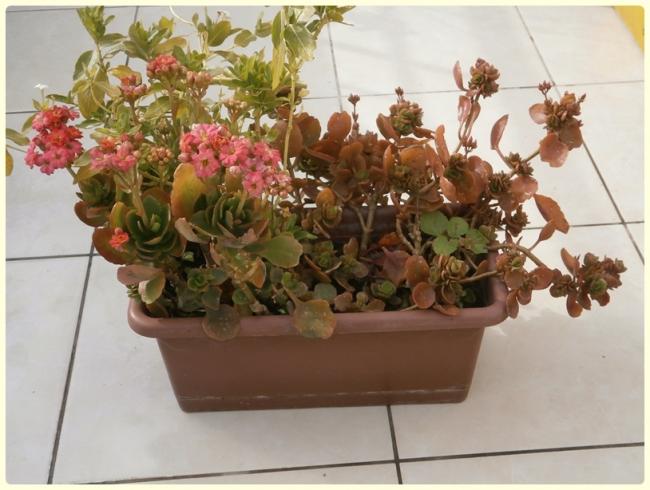 Name:  Kalanchoe blossfeldiana - Kalano 01.jpg
Views: 1039
Size:  46.3 KB