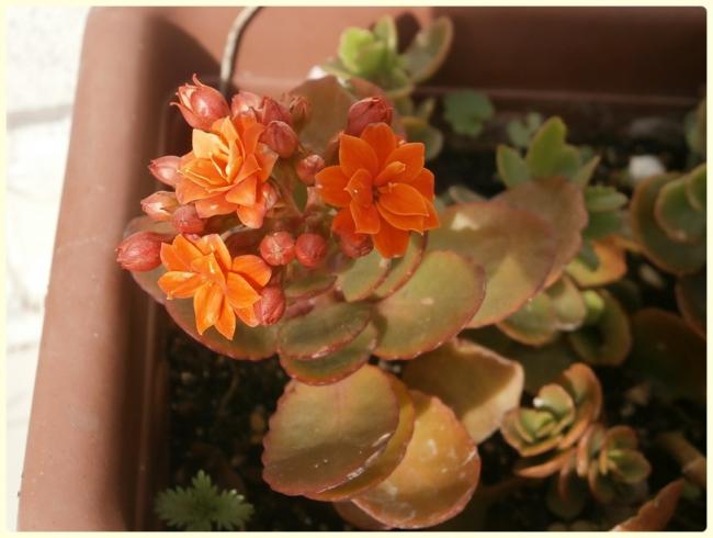 Name:  Kalanchoe blossfeldiana - Kalano 02.jpg
Views: 1001
Size:  36.1 KB