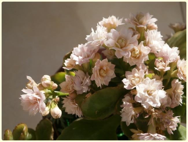 Name:  Kalanchoe blossfeldiana - Kalano 03.jpg
Views: 983
Size:  39.7 KB