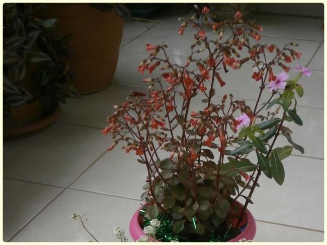Name:  Kalanchoe manginii Mirabella.jpg
Views: 1112
Size:  43.1 KB