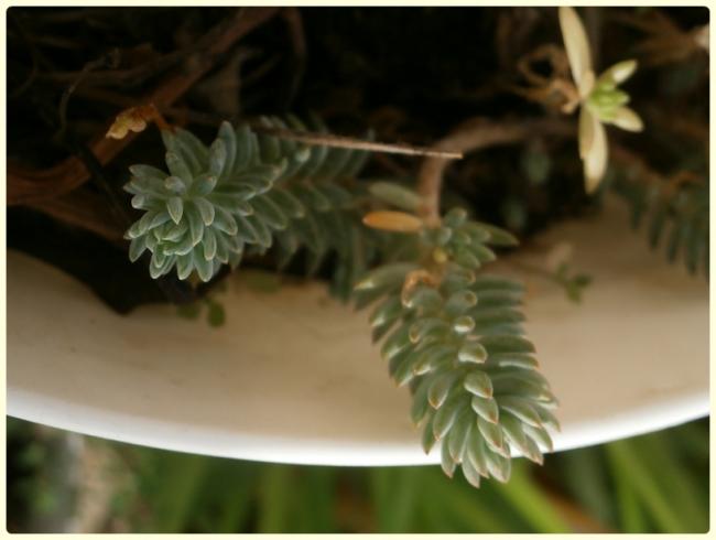Name:  Sedum reflexum.jpg
Views: 901
Size:  29.9 KB