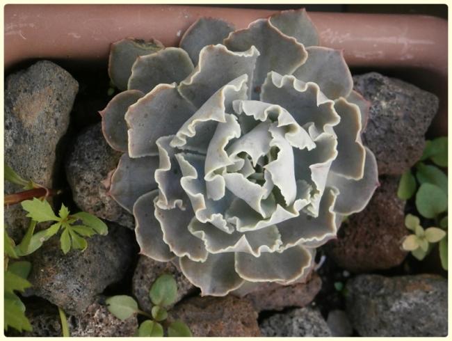 Name: Echeveria shaviana.jpg
Views: 703
Size: 49.3 KB