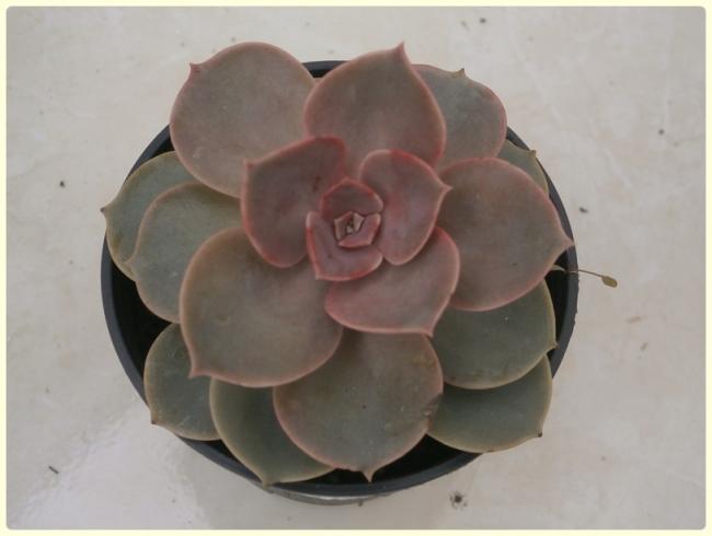 Name: Echeveria 'Perle von Nurnberg'.jpg
Views: 898
Size: 25.6 KB