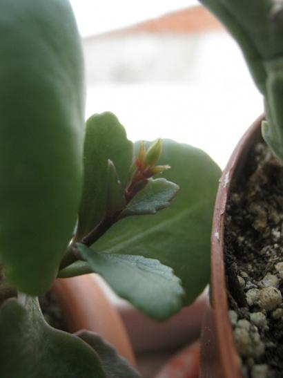 Name:  kalanchoe.jpg
Views: 1015
Size:  19.3 KB