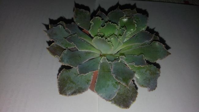 Name:  20160124_152138.jpg
Views: 614
Size:  22.0 KB