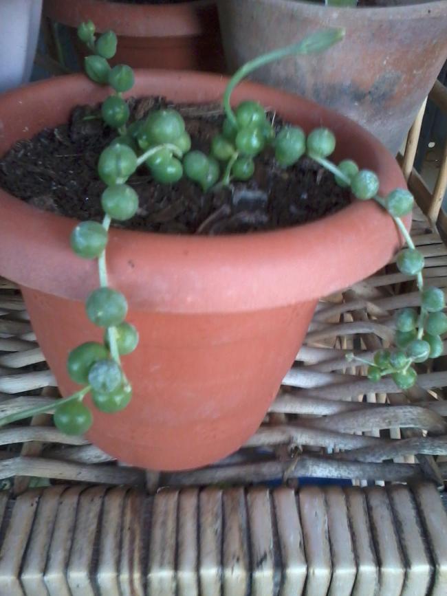 Name:  Seneco rowleyanus.jpg
Views: 538
Size:  62.8 KB