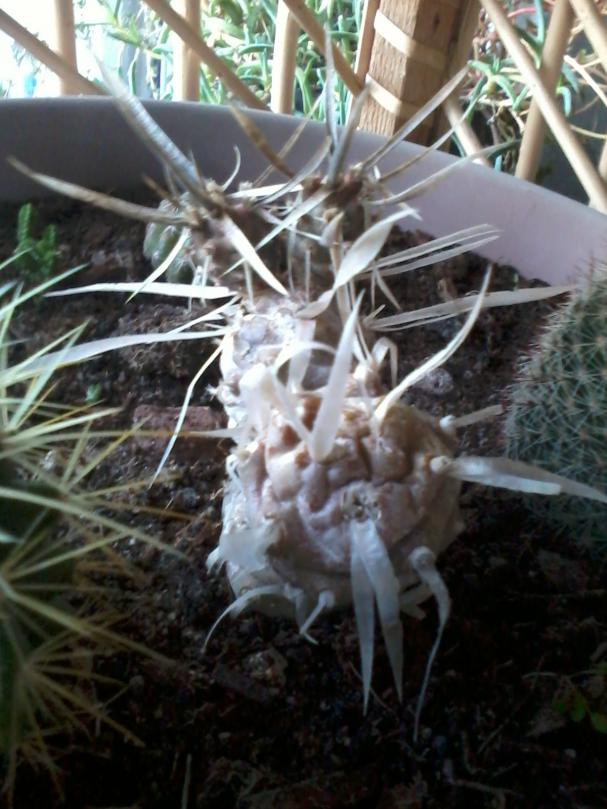 Name:  Tephrocactus articulatus v.jpg
Views: 530
Size:  72.3 KB