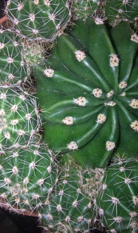 Name:  20160129_071624-1.jpg
Views: 777
Size:  79.3 KB