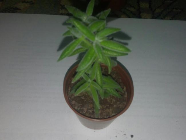 Name:  20151222_165715-1.jpg
Views: 486
Size:  20.4 KB