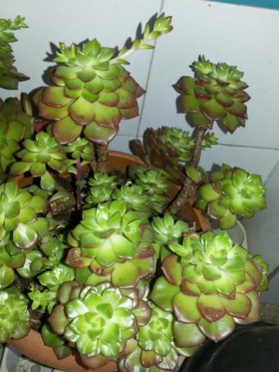 Name:  20160120_142346.jpg
Views: 1006
Size:  37.5 KB