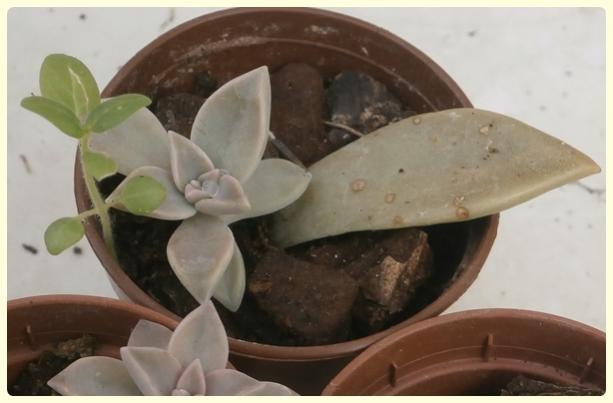 Name: Graptopetalum paraguayense.jpg
Views: 871
Size: 27.9 KB