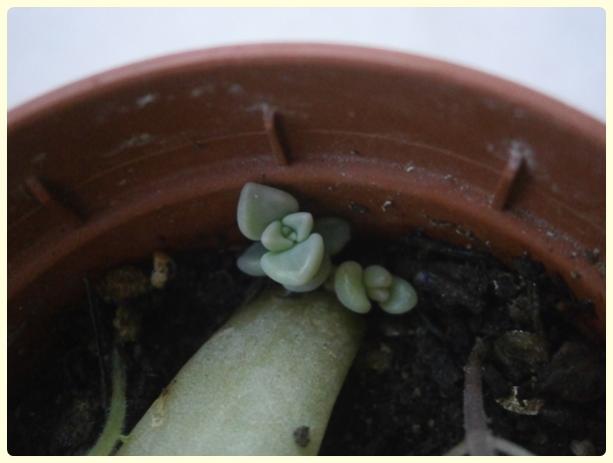 Name: Graptopetalum paraguayense (2).jpg
Views: 914
Size: 23.7 KB