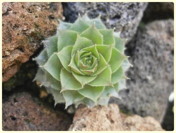 Name:  Sempervivum - Kader iei.jpg
Views: 1854
Size:  42.0 KB