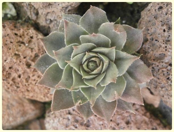 Name:  Sempervivum - Kader iei (2).jpg
Views: 968
Size:  45.4 KB