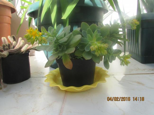 Name:  IMG_2302.jpg
Views: 814
Size:  36.4 KB