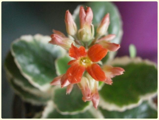 Name:  Kalanchoe blossfeldiana variegata - Alacal Kalano2.jpg
Views: 667
Size:  31.9 KB