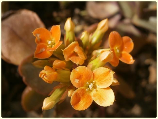 Name:  Kalanchoe blossfeldiana - Sar Kalano.jpg
Views: 881
Size:  34.4 KB