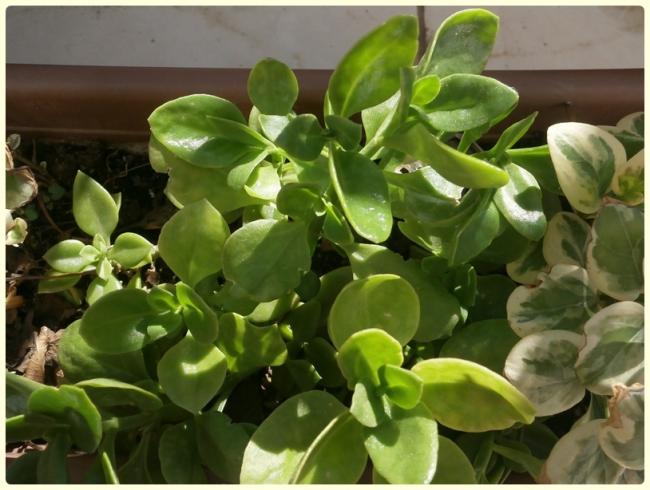 Name:  Aptenia cardifolia, Mesembryanthemum cordifolium - Buz iei.jpg
Views: 1005
Size:  48.0 KB