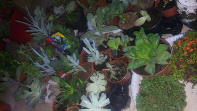 Name:  20160207_073053.jpg
Views: 678
Size:  38.8 KB