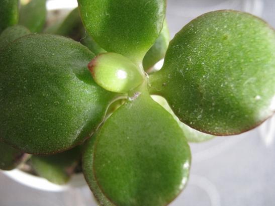 Name:  c. ovata.jpg
Views: 936
Size:  28.3 KB
