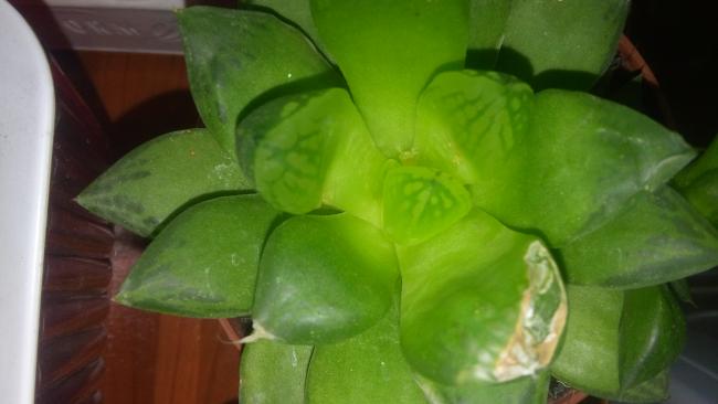 Name:  20160218_140939.jpg
Views: 519
Size:  25.2 KB