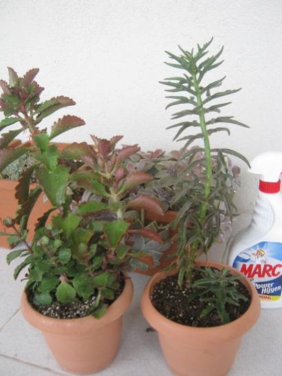 Name:  kalanchoe longiflora-kewensis.jpg
Views: 893
Size:  34.0 KB