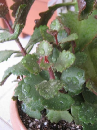 Name:  kalanchoe longiflora.jpg
Views: 894
Size:  30.4 KB