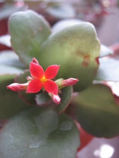 Name:  kalanchoe.jpg
Views: 901
Size:  19.6 KB
