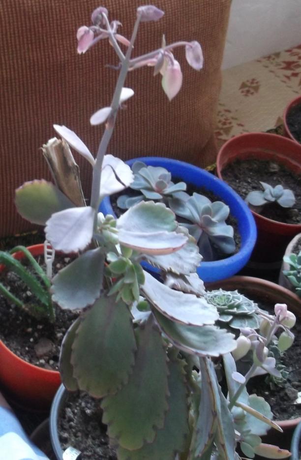 Name:  DSCF8620.jpg
Views: 619
Size:  72.5 KB