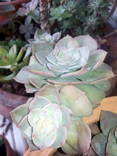 Name:  20160228_152402.jpg
Views: 989
Size:  32.3 KB