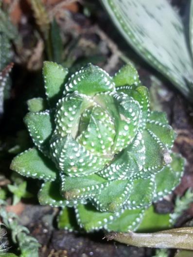 Name:  20160228_172401.jpg
Views: 968
Size:  36.5 KB