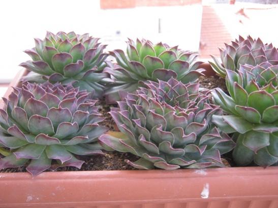 Name:  sempervivum2.jpg
Views: 862
Size:  36.6 KB