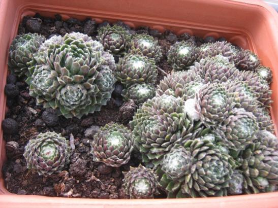 Name:  sempervivum1.jpg
Views: 855
Size:  53.9 KB