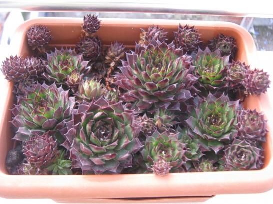 Name:  sempervivum.jpg
Views: 854
Size:  46.7 KB